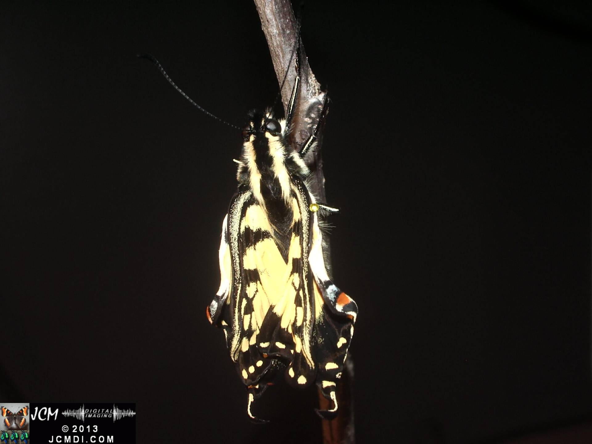 Western Tiger SwallowtIl Papilio rutulus